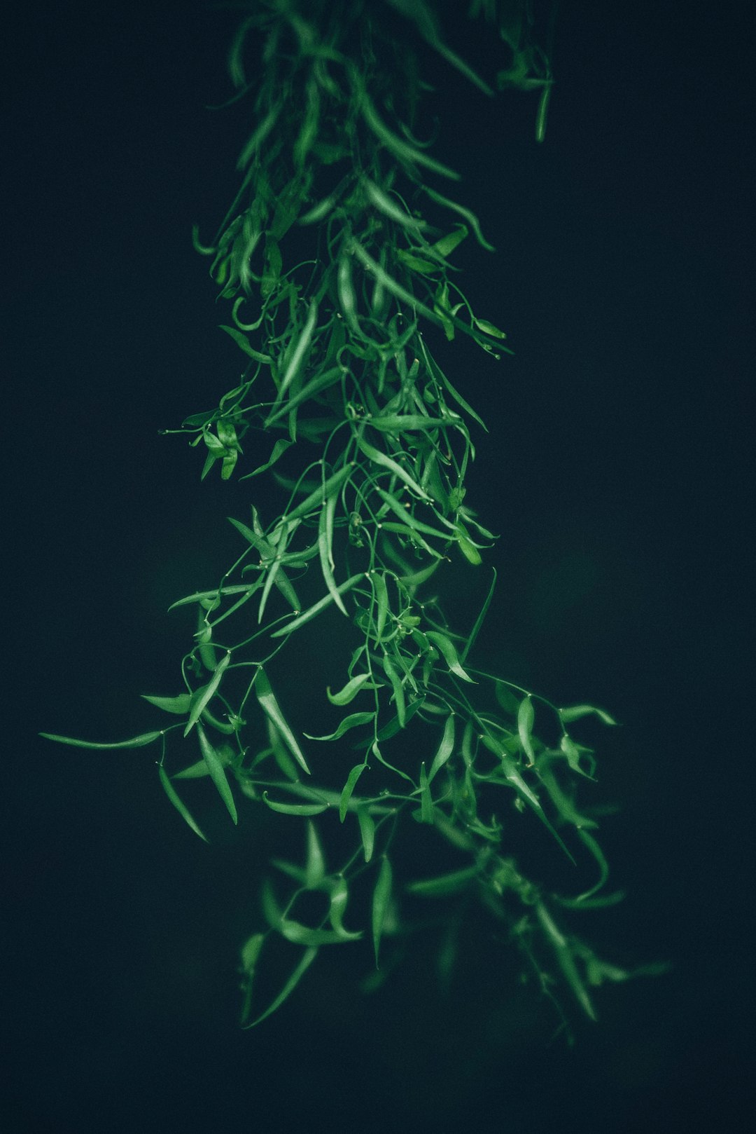 Electric Hedge Trimmer